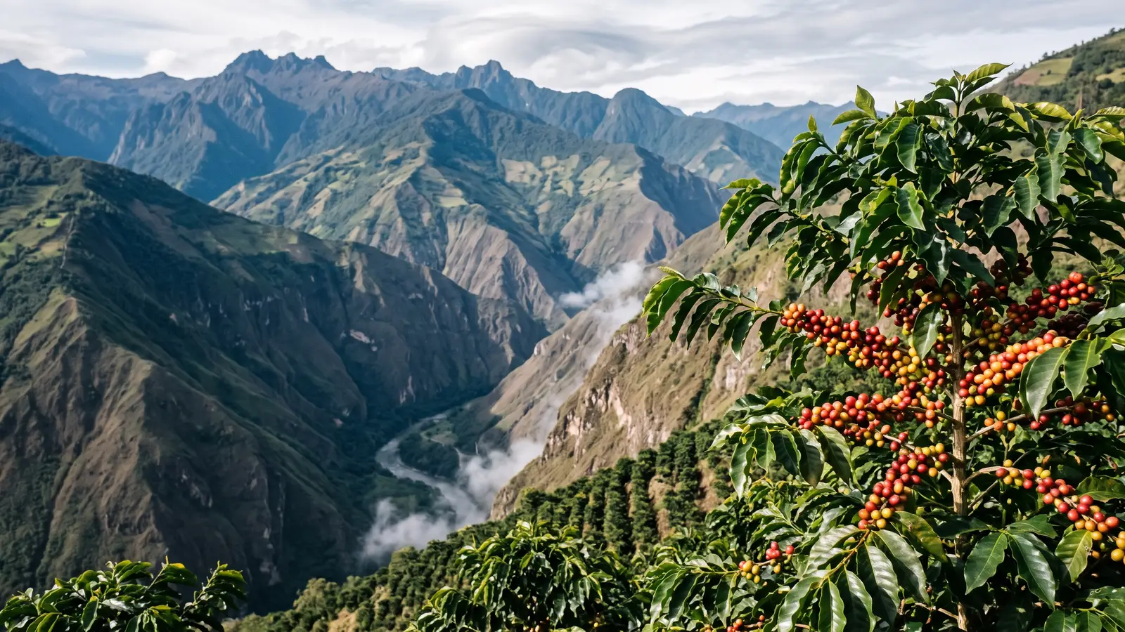 A coffee plant with red and yellow cherries above a deep river canyon in the high Andes of southern Colombia
